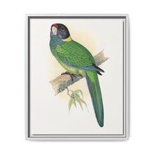 Yellow-Naped Parrakeet (Platycercus Baueri) colored wood-engraved plate by Alexander Francis Lydon. - NOMADEN ART GALLERY