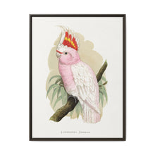 Leadbeater's Cockatoo (Lophochroa leadbeateri) colored wood-engraved plate by Alexander Francis Lydon - NOMADEN ART GALLERY