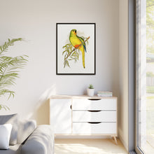 Orange-Bellied Parrakeet (Neophema chrysogaster) colored wood-engraved plate by Alexander Francis Lydon.