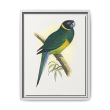 Bauer's Parrakeet (Barnardius zonarius) colored wood-engraved plate by Alexander Francis Lydon. - NOMADEN ART GALLERY