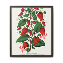 Prunus Triloba flower lithograph. Digitally enhanced from our own original 1900 edition plates of Botanical Specimen published by Rochester Lithographing - NOMADEN ART GALLERY