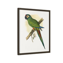 llliger's Macaw (Primolius maracana) colored wood-engraved plate by Alexander Francis Lydon