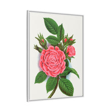Pink rose, Salet Moss lithograph. Digitally enhanced from our own original 1900 edition plates of Botanical Specimen published by Rochester Lithographing