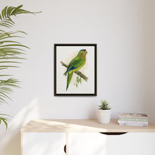 Petz's Conure (Aratinga canicularis) colored wood-engraved plate by Alexander Francis Lydon