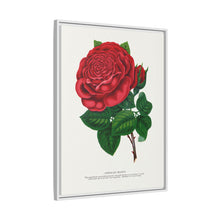 Red rose, American Beauty lithograph. Digitally enhanced from our own original 1900 edition plates of Botanical Specimen published by Rochester Lithographing