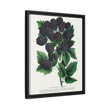 Wachusett Blackberry Lithograph | Vintage Botanical Wall Art