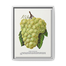 Green Mountain grape lithograph. Digitally enhanced from our own original 1900 edition plates of Botanical Specimen published by Rochester Lithographing - NOMADEN ART GALLERY
