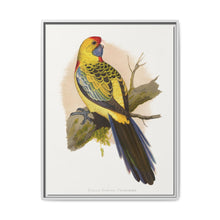Yellow-Rumped Parrakeet (Platycercus elegans flaveolus) colored wood-engraved plate by Alexander Francis Lydon. - NOMADEN ART GALLERY