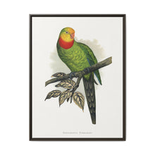 Barraband's Parakeet (Polytelis swainsonii) colored wood-engraved plate by Alexander Francis Lydon - NOMADEN ART GALLERY
