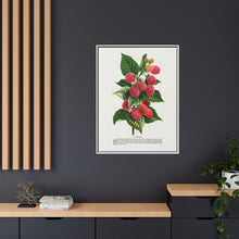 Cuthbert raspberry lithograph. Digitally enhanced from our own original 1900 edition plates of Botanical Specimen published by Rochester Lithographing
