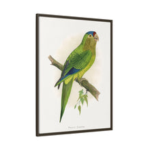 Petz's Conure (Aratinga canicularis) colored wood-engraved plate by Alexander Francis Lydon