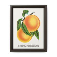Champion plum lithograph from Botanical Specimen published by Rochester Lithographing - NOMADEN ART GALLERY