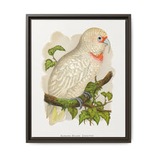 Slender-Billed Cockatoo (Cacatua tenuirostris) colored wood-engraved plate by Alexander Francis Lydon. - NOMADEN ART GALLERY