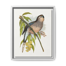 Bourke's Parrakeet (Neopsephotus bourkii) colored wood-engraved plate by Alexander Francis Lydon. - NOMADEN ART GALLERY