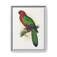 Red Shining Parrakeet (Prosopeia tabuensis) colored wood-engraved plate by Alexander Francis Lydon - NOMADEN ART GALLERY