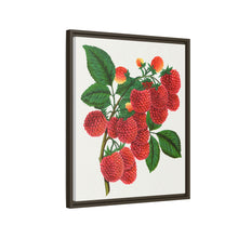 Shaffer's Colossal Raspberry Lithograph (1900)