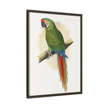 Soldatenara (Ara militaris) farbige Holzstichplatte von Alexander Francis Lydon