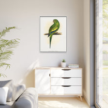 Canary-Winged Conure ( Brotogeris versicolurus) colored wood-engraved plate by Alexander Francis Lydon