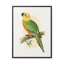 Jendaya Conure (Aratinga jandaya) colored wood-engraved plate by Alexander Francis Lydon. - NOMADEN ART GALLERY