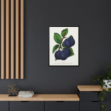 Niagara plum lithograph. Digitally enhanced from our own original 1900 edition plates of Botanical Specimen published by Rochester Lithographing