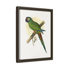 llliger's Macaw (Primolius maracana) colored wood-engraved plate by Alexander Francis Lydon