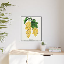 White Grape Lithograph | Vintage Botanical Wall Art Print
