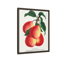 Vermont Beauty pear lithograph. Digitally enhanced from our own original 1900 edition plates of Botanical Specimen published by Rochester Lithographing
