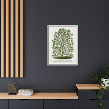 Hardy Magnolia tree lithograph. Digitally enhanced from our own original 1900 edition plates of Botanical Specimen published by Rochester Lithographing