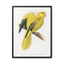 Golden or Queen Bavaria's Parrot (Guaruba guarouba) colored wood-engraved plate by Alexander Francis Lydon. - NOMADEN ART GALLERY