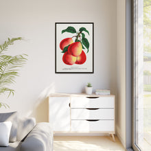 Vermont Beauty pear lithograph. Digitally enhanced from our own original 1900 edition plates of Botanical Specimen published by Rochester Lithographing
