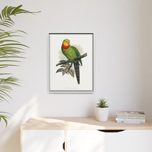 Barraband's Parakeet (Polytelis swainsonii) colored wood-engraved plate by Alexander Francis Lydon