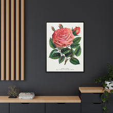 Pink rose, Glorie de Dijon lithograph. Digitally enhanced from our own original 1900 edition plates of Botanical Specimen published by Rochester Lithographing