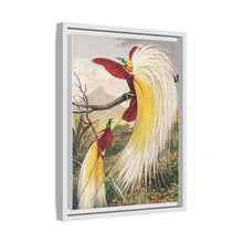 Birds of Paradise: Vintage Natural History Art by Benjamin Fawcett (1808 - 1893)
