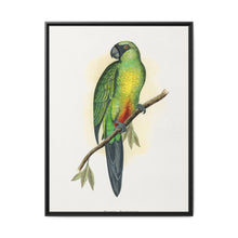Masked Parrakeet (Prosopeia personata) colored wood-engraved plate by Alexander Francis Lydon