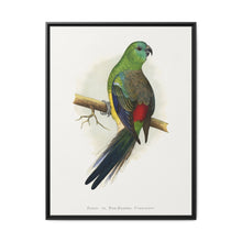 Blood or Red-Rumped Parrakeet (Psephotus haematonotus) colored wood-engraved plate by Alexander Francis Lydon - NOMADEN ART GALLERY