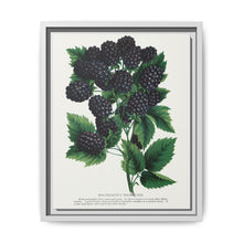 Wachusetts Thornless blackberry lithograph. Digitally enhanced from our own original 1900 edition plates of Botanical Specimen published by Rochester Lithographing - NOMADEN ART GALLERY