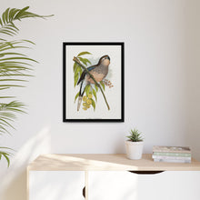 Bourke's Parrakeet (Neopsephotus bourkii) colored wood-engraved plate by Alexander Francis Lydon.