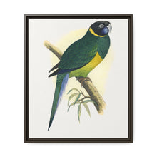 Bauer's Parrakeet (Barnardius zonarius) colored wood-engraved plate by Alexander Francis Lydon. - NOMADEN ART GALLERY