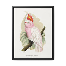 Leadbeater's Cockatoo (Lophochroa leadbeateri) colored wood-engraved plate by Alexander Francis Lydon - NOMADEN ART GALLERY