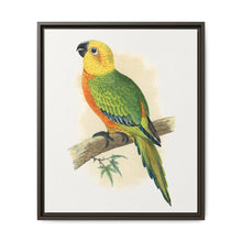 Jendaya Conure (Aratinga jandaya) colored wood-engraved plate by Alexander Francis Lydon. - NOMADEN ART GALLERY