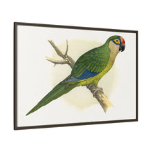 Golden-Crowned Conure (Aratinga auricapillus) colored wood-engraved plate by Alexander Francis Lydon