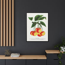 Gov Wood cherry lithograph. Digitally enhanced from our own original 1900 edition plates of Botanical Specimen published by Rochester Lithographing