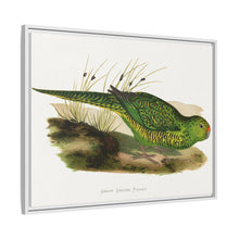 Green Ground Parrot (Pezoporus wallicus) colored wood-engraved plate by Alexander Francis Lydon