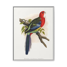 Rose-Hill or Rosella Parrakeet (Platycercus eximius) colored wood-engraved plate by Alexander Francis Lydon - NOMADEN ART GALLERY