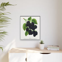 Snyder Blackberry lithograph from Botanical Specimen published by Rochester Lithographing