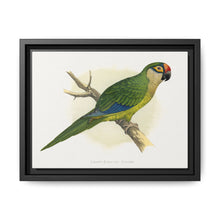 Golden-Crowned Conure (Aratinga auricapillus) colored wood-engraved plate by Alexander Francis Lydon - NOMADEN ART GALLERY