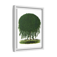 Kilmarnock Weeping Willow tree lithograph. Digitally enhanced from our own original 1900 edition plates of Botanical Specimen published by Rochester Lithographing
