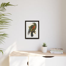 Mountain Parrot (Nestor notabilis) colored wood-engraved plate by Alexander Francis Lydon