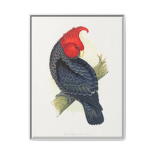 Gang-Gang Cockatoo (Callocephalon fimbriatum) colored wood-engraved plate by Alexander Francis Lydon - NOMADEN ART GALLERY