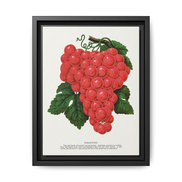 Vergennes grape lithograph. Digitally enhanced from our own original 1900 edition plates of Botanical Specimen published by Rochester Lithographing - NOMADEN ART GALLERY